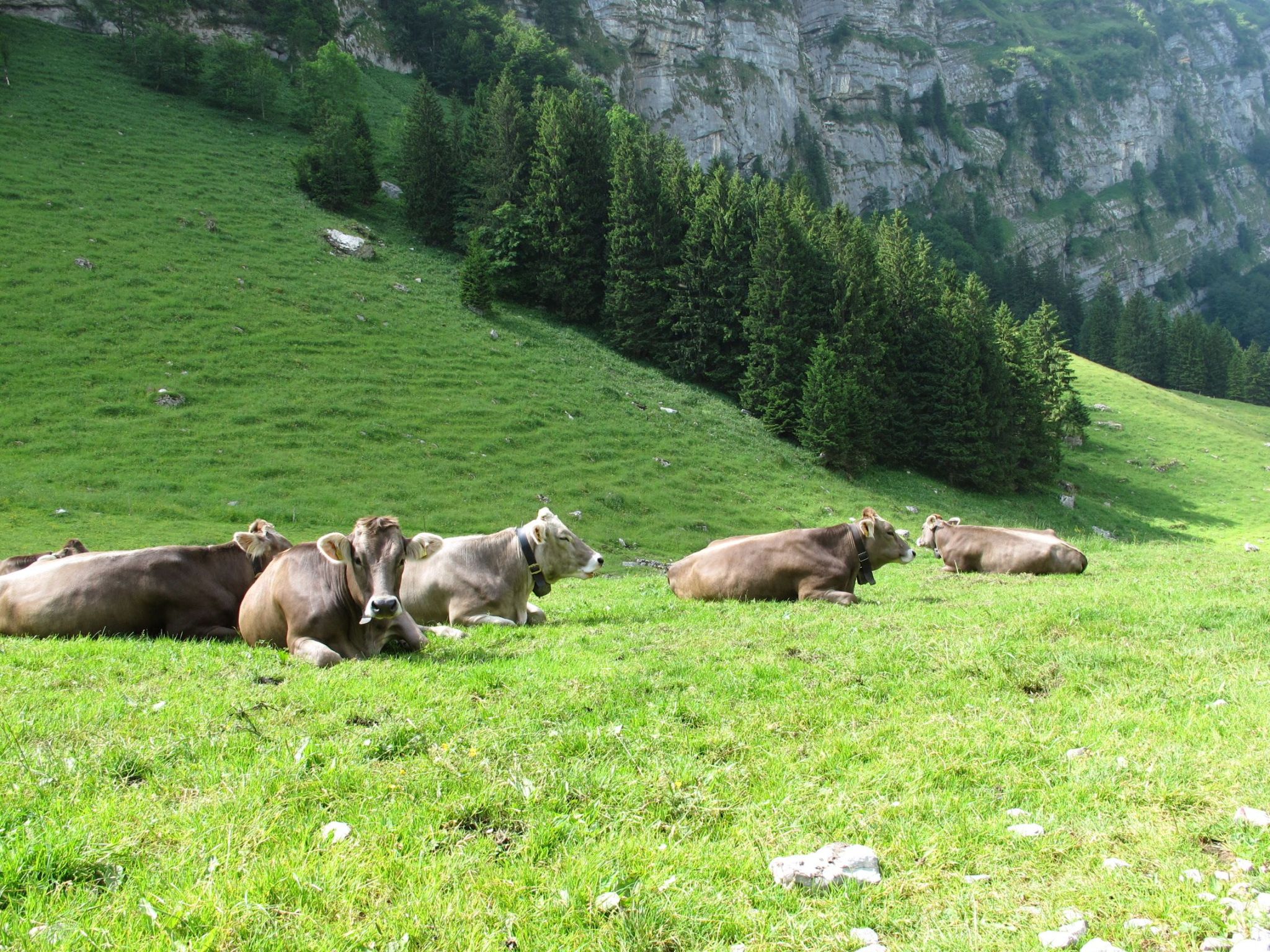 Erschöpfte Wanderer sehen friedlich aus, solange man sie in Ruhe lässt. Zwingt man sie dazu, sich erneut zu bewegen, können sie angeblich sehr ungemütlich werden.